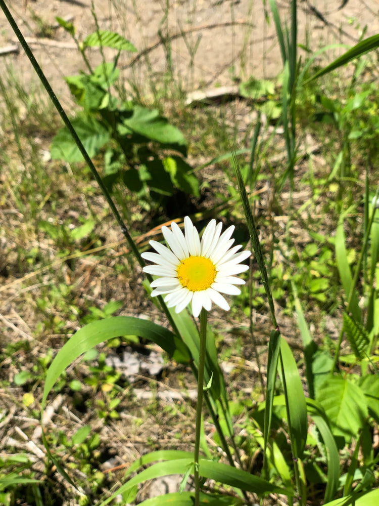 Newly Added to the Shop