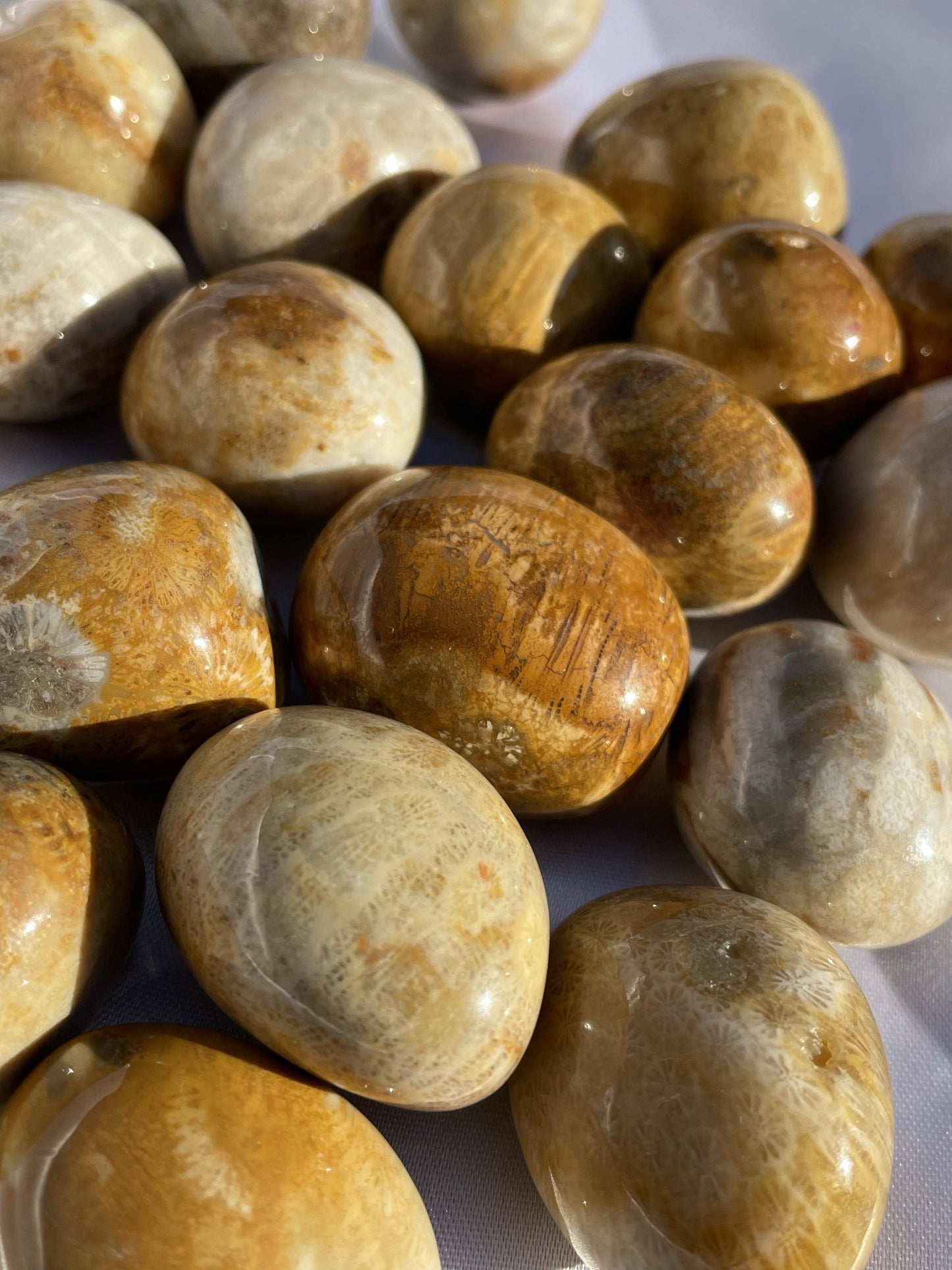 Agatized Coral Fossil Tumbled