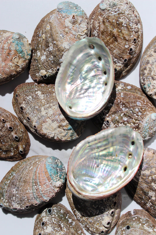 Abalone Shells | Tons of Soul