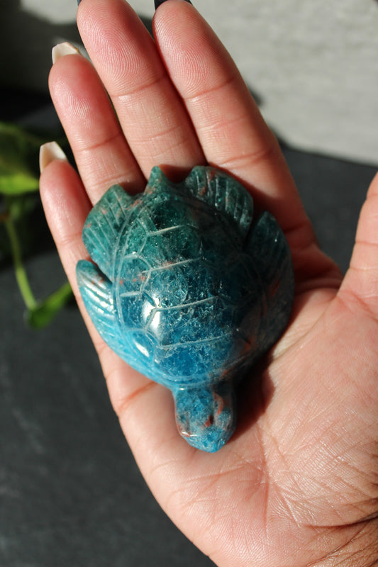 Apatite Turtle | Blue and Green Apatite Turtle | Crystal Turtle | Tons of Soul
