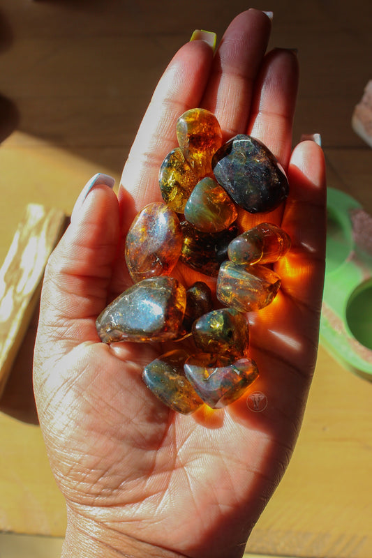 Tumbled Polished Amber from Chiapas Mexico