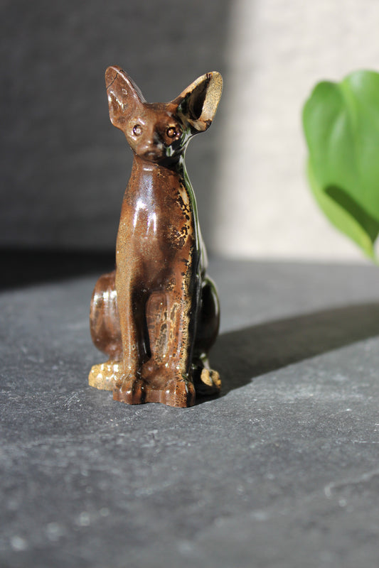 Beautiful Picture Jasper Big Eared Cat