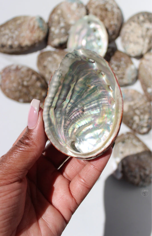 Abalone Shells | Tons of Soul